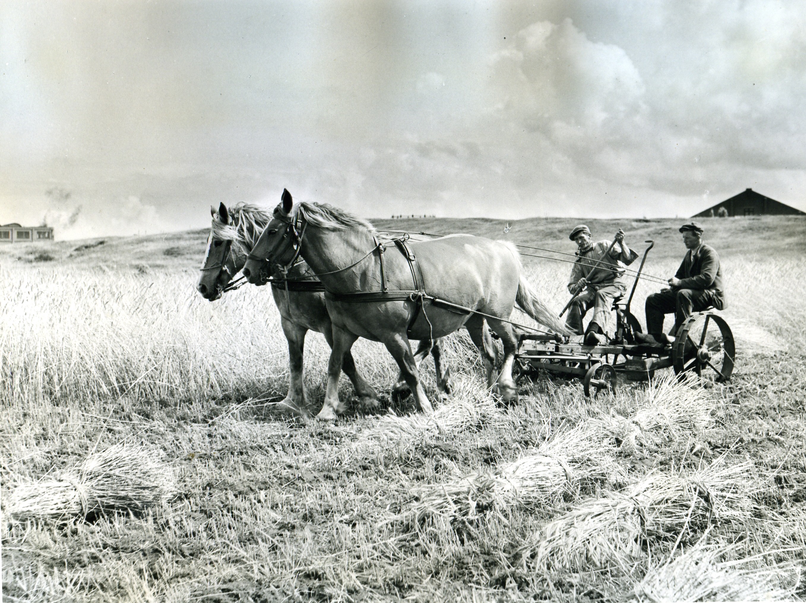 Bouwland met twee paarden en oogstmachine juli 1953